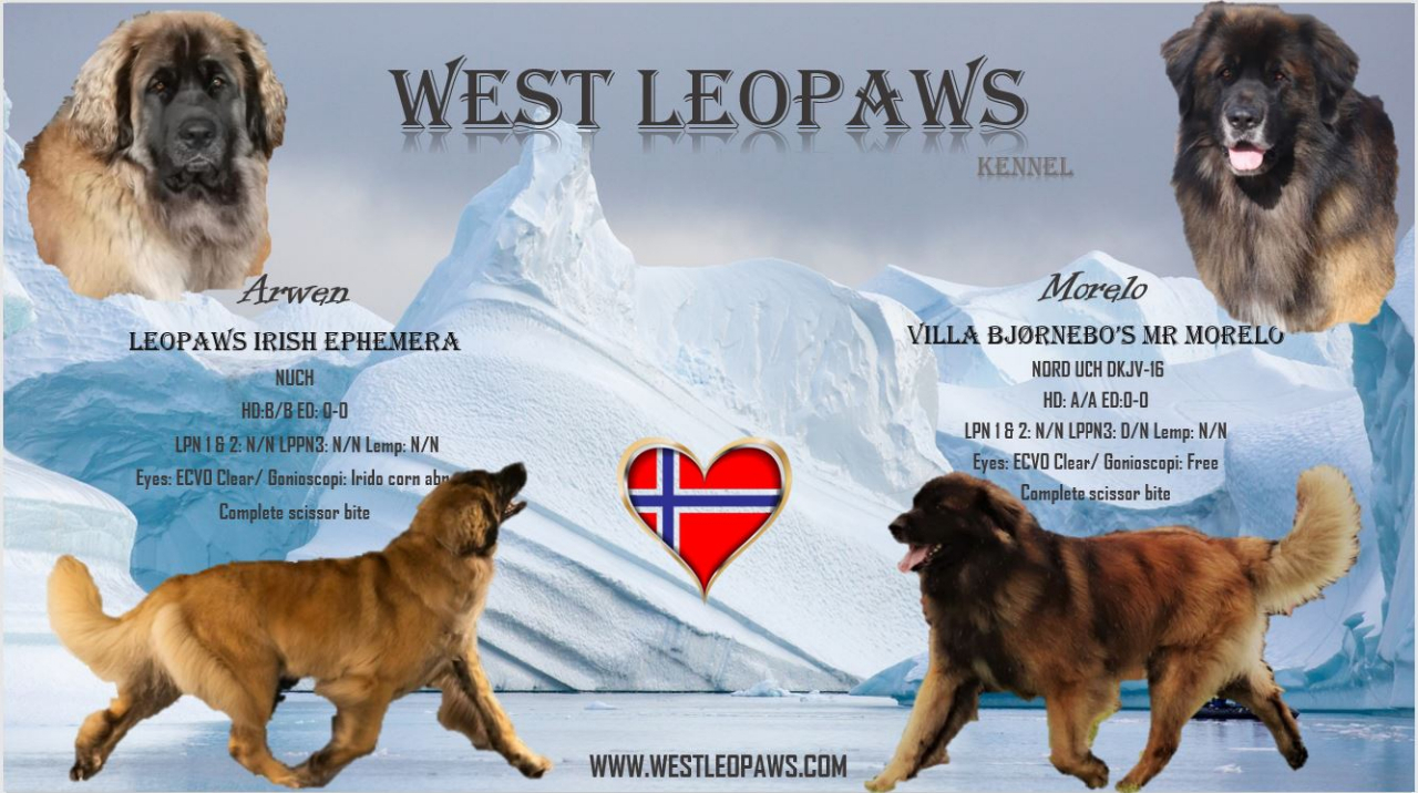 Lemp leonberger best sale